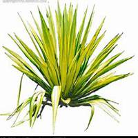 微信龙舌兰头像_高清龙舌兰花朵图片大全