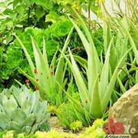 微信龙舌兰头像_高清龙舌兰花朵图片大全