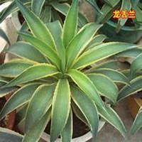 微信龙舌兰头像_高清龙舌兰花朵图片大全