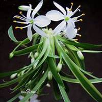 微信龙舌兰头像_高清龙舌兰花朵图片大全