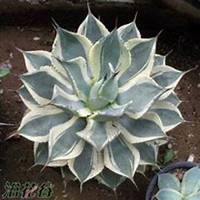 微信龙舌兰头像_高清龙舌兰花朵图片大全