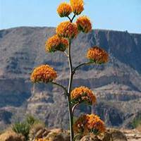 微信龙舌兰头像_高清龙舌兰花朵图片大全