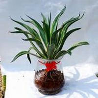 微信龙舌兰头像_高清龙舌兰花朵图片大全