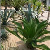 微信龙舌兰头像_高清龙舌兰花朵图片大全