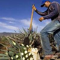 微信龙舌兰头像_高清龙舌兰花朵图片大全