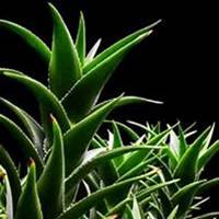 微信龙舌兰头像_高清龙舌兰花朵图片大全