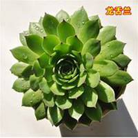 微信龙舌兰头像_高清龙舌兰花朵图片大全