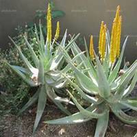 微信龙舌兰头像_高清龙舌兰花朵图片大全