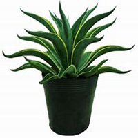 微信龙舌兰头像_高清龙舌兰花朵图片大全