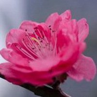 梅花头像图片