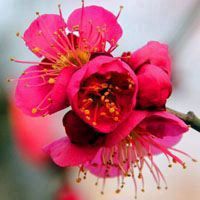 梅花头像带字的