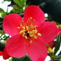 梅花头像带字的