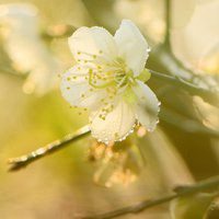 梅花头像带字的