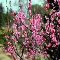 梅花头像带字的