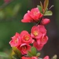 梅花头像带字的