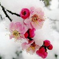 梅花头像带字的