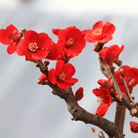 梅花头像带字的