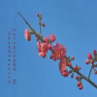 梅花头像带字的