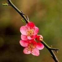 梅花头像带字的