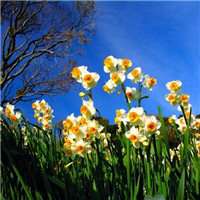 水仙花花朵头像唯美