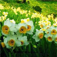 水仙花花朵头像唯美