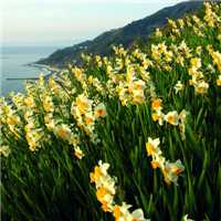 水仙花花朵头像唯美