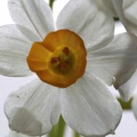 水仙花花朵头像唯美