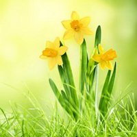 水仙花花朵头像唯美