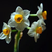 水仙花花朵头像唯美