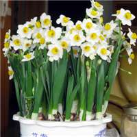 水仙花花朵头像唯美