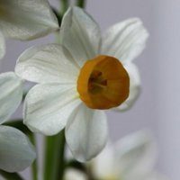 水仙花花朵头像唯美