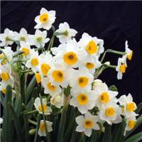 水仙花花朵头像唯美