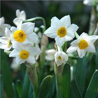 水仙花花朵头像唯美