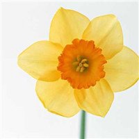 水仙花花朵头像唯美