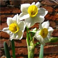 水仙花花朵头像唯美