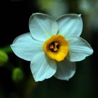 水仙花花朵头像唯美