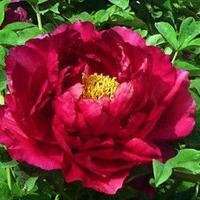 牡丹头像图片大全