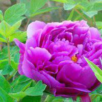 牡丹头像图片大全