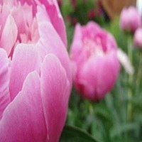 牡丹头像图片大全