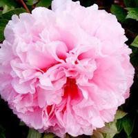 牡丹头像图片大全