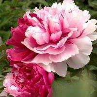 牡丹头像图片大全