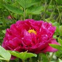 牡丹头像图片大全