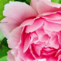 牡丹头像图片大全