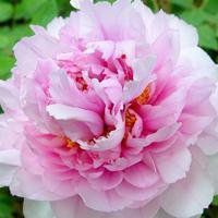 牡丹头像图片大全