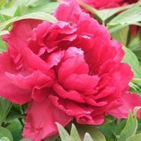 牡丹头像图片大全