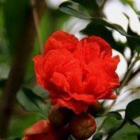 石榴花头像