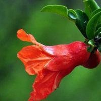 石榴花头像