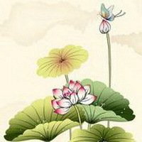 荷花头像图片