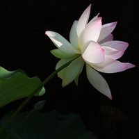 荷花头像图片