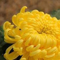 菊花头像图片